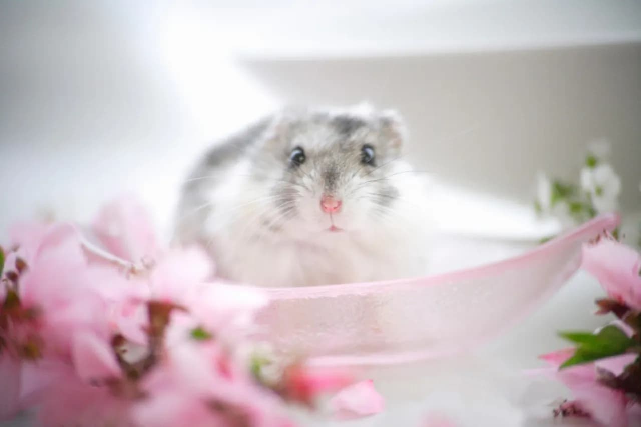 Jakiego chomika wybrać dla dziecka: 5 najlepszych ras dla początkującego